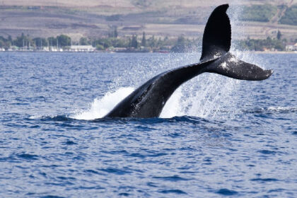 Crypto Whale Shorts $445M in Bitcoin While Taking Bullish Bet on MELANIA Token, Hyperliquid Data Show