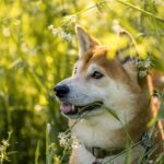 Dogecoin