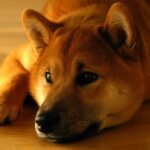 Shiba Inu