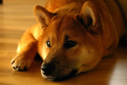 Shiba Inu