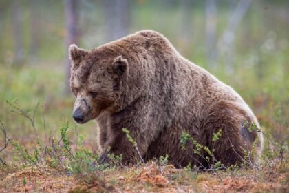 Bearish Bets on Strategy Look Alluring, Says 10X Research as MSTR Diverges From Bitcoin's Bull Run