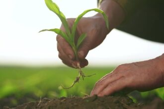 Rootstock Achieved Record Merged Mining Participation Despite Declining User Activity in Q1
