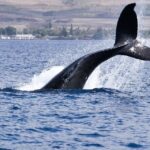 Bitcoin Whales Seem to Be Calling a Top as BTC Price Consolidates