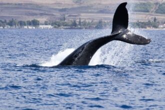 Bitcoin Whales Seem to Be Calling a Top as BTC Price Consolidates