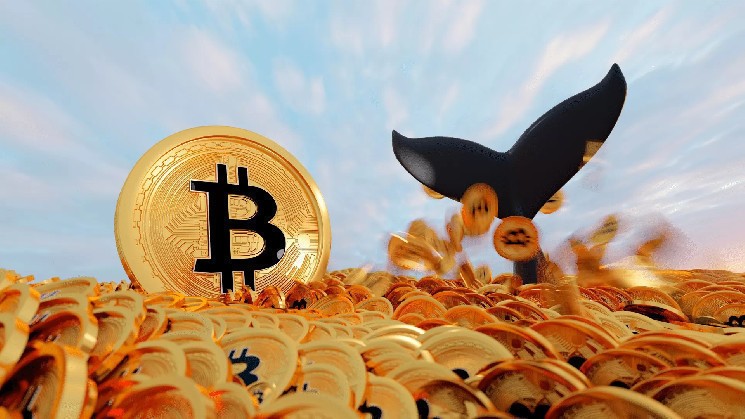 Whales Shift Positions in Bitcoin – Here’s the Level Analysts Say BTC Won’t Fall Below