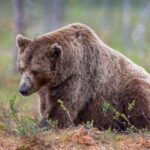 Ether Bears Are Done and That’s Fueling ETH’s Surge, Crypto Benchmark Issuer Says