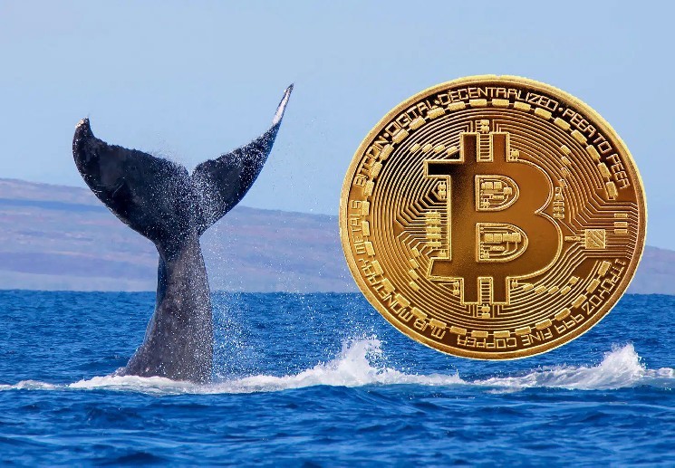 Whales Are Withdrawing Bitcoin from Exchanges at Record Levels – What Does This Mean?