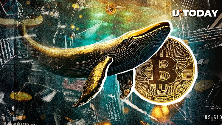 Mega Bitcoin Whale Accumulation Recorded