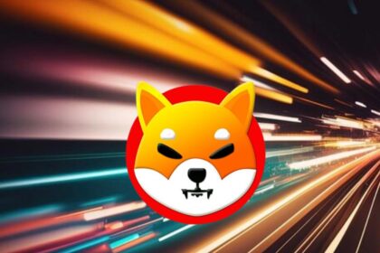 shiba inu bokeh lights shib