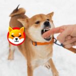 Shiba Inu Bites Biting