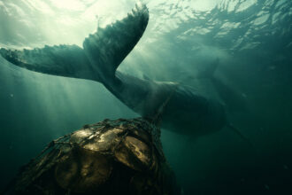 Bitcoin whales just bought the most BTC since 2013 – so why is the price stuck below $80,000?